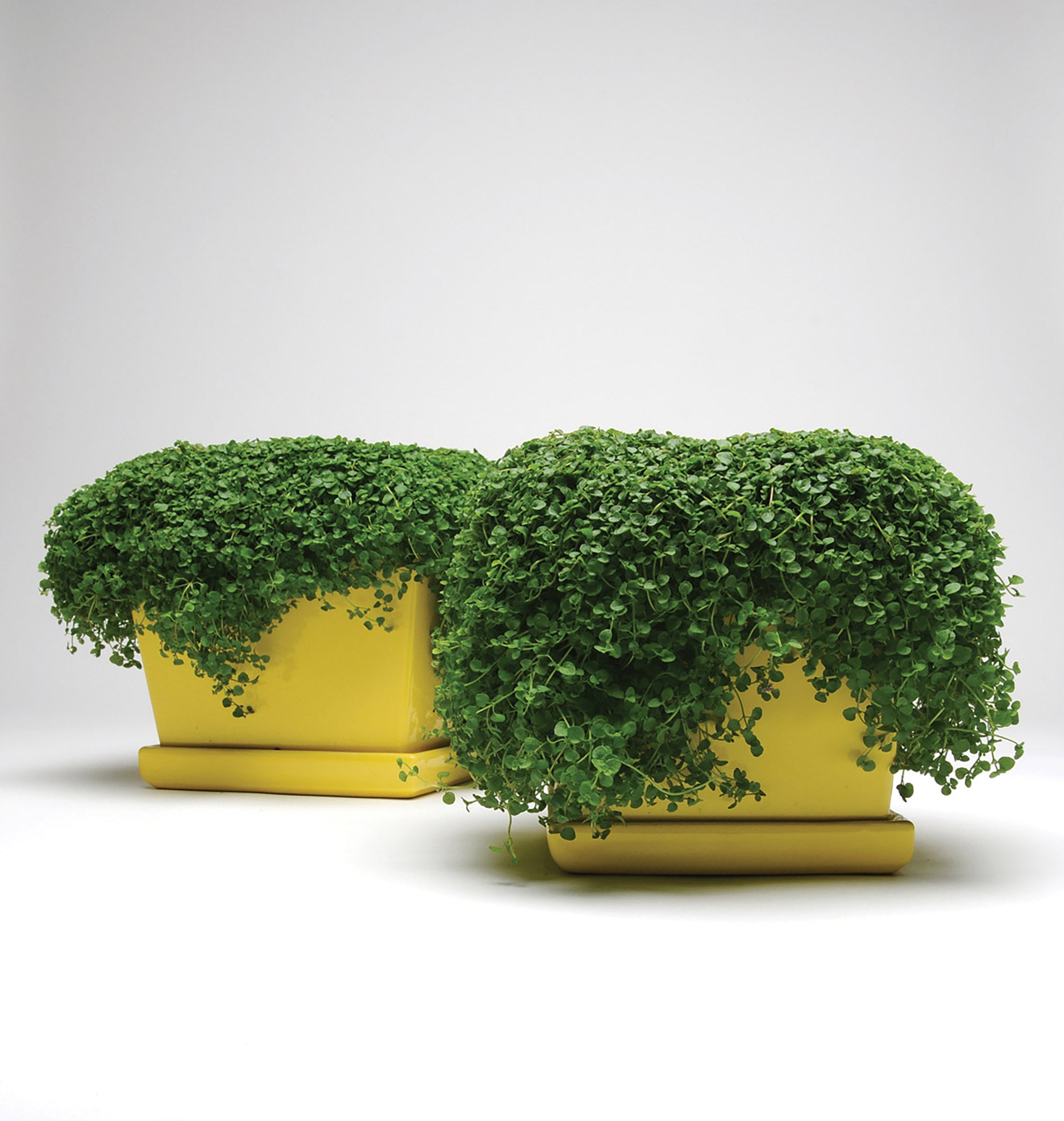 Ornamental Mint, Mini Mint – William Dam Seeds