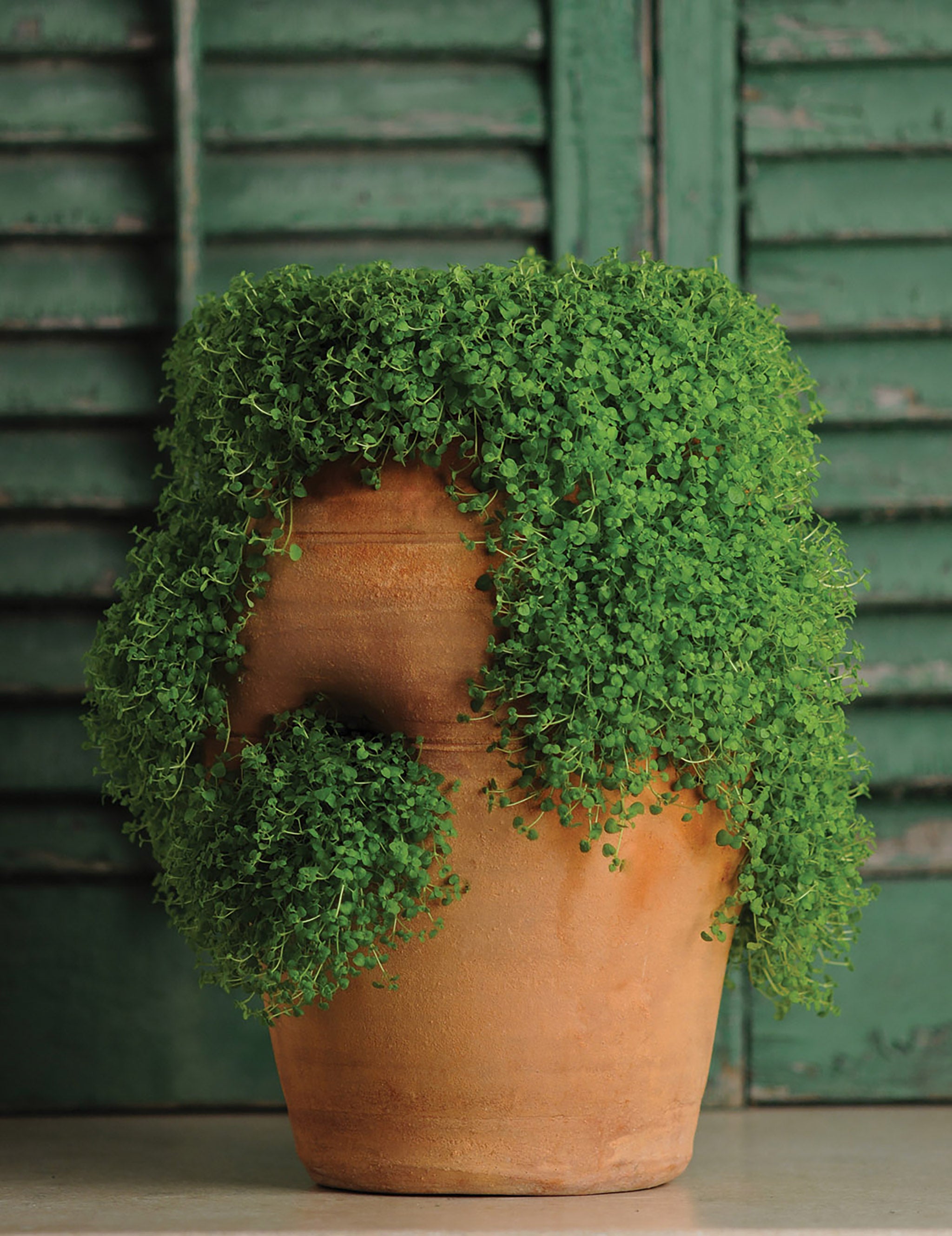 Ornamental Mint, Mini Mint – William Dam Seeds