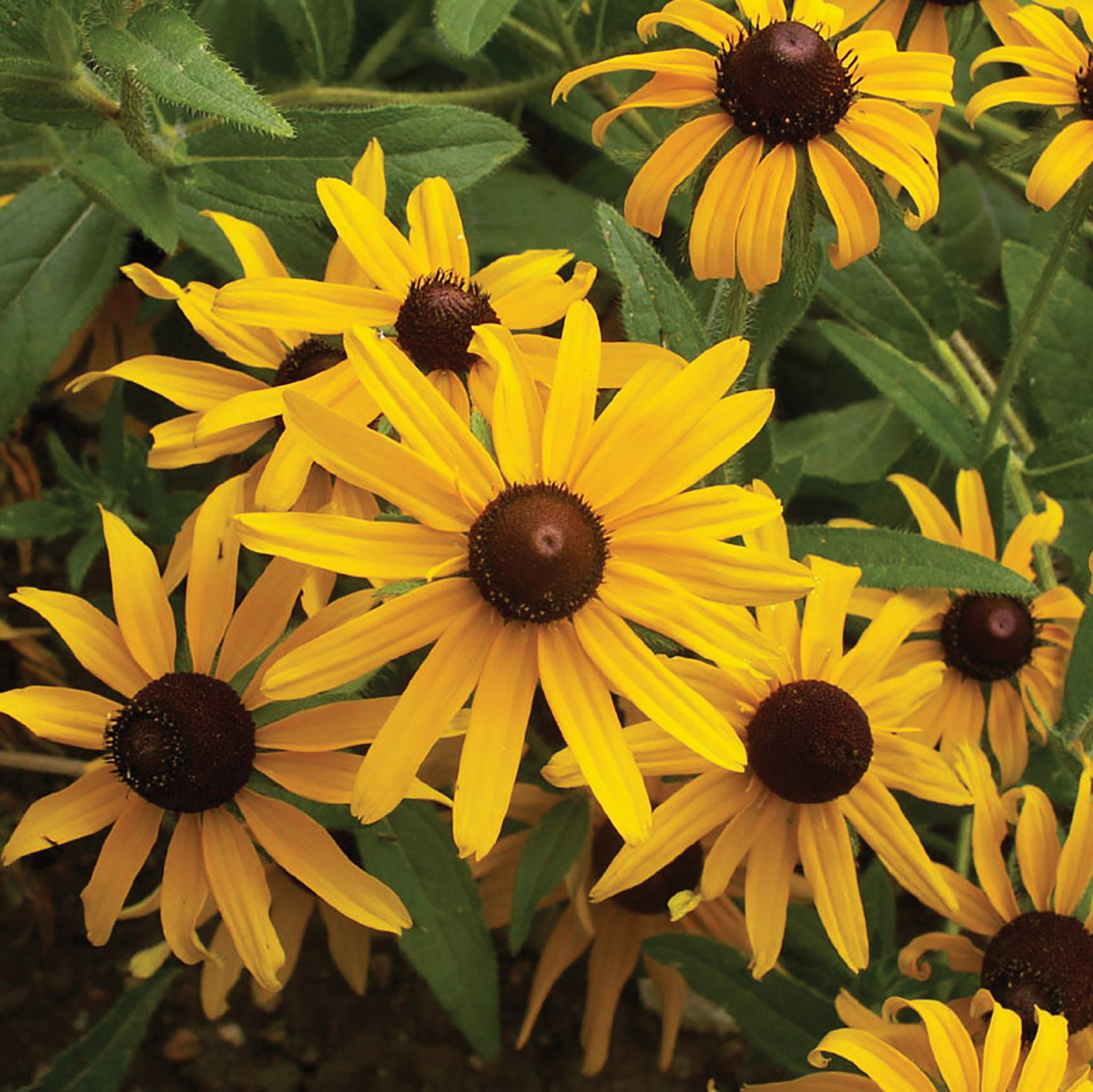 Rudbeckia, Black-Eyed Susan – William Dam Seeds