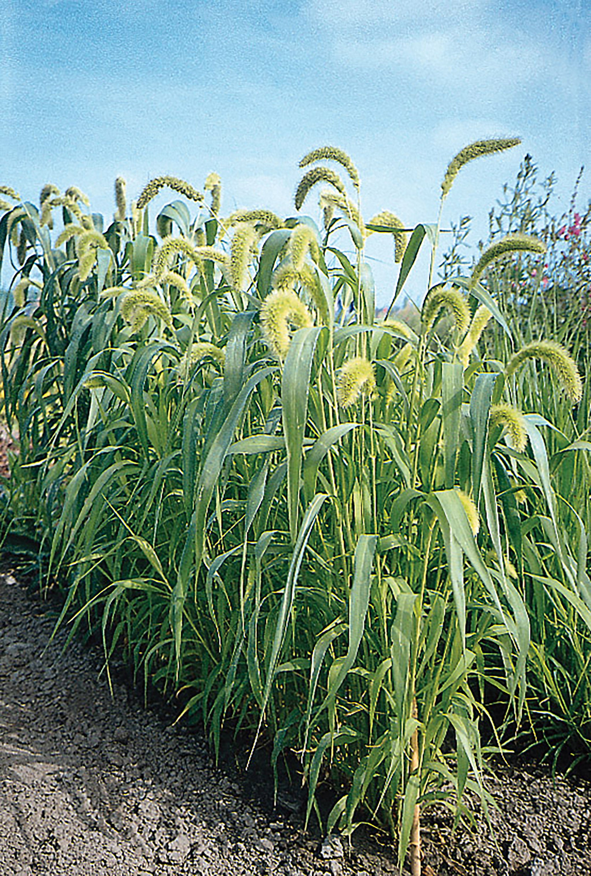 Grasses Lime Millet William Dam Seeds