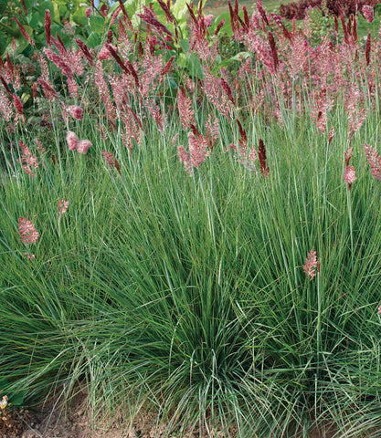 Grasses, Melinis Savannah