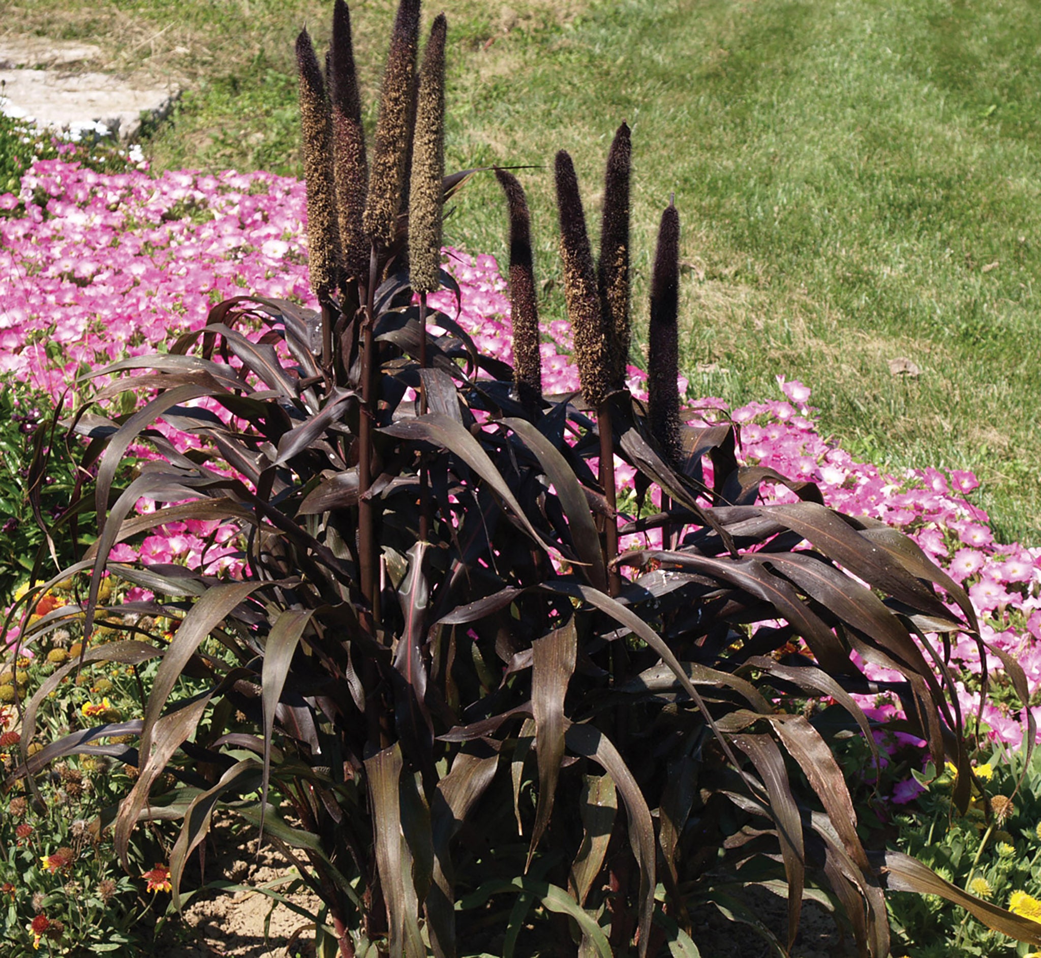 Grasses, Millet Purple Majesty William Dam Seeds