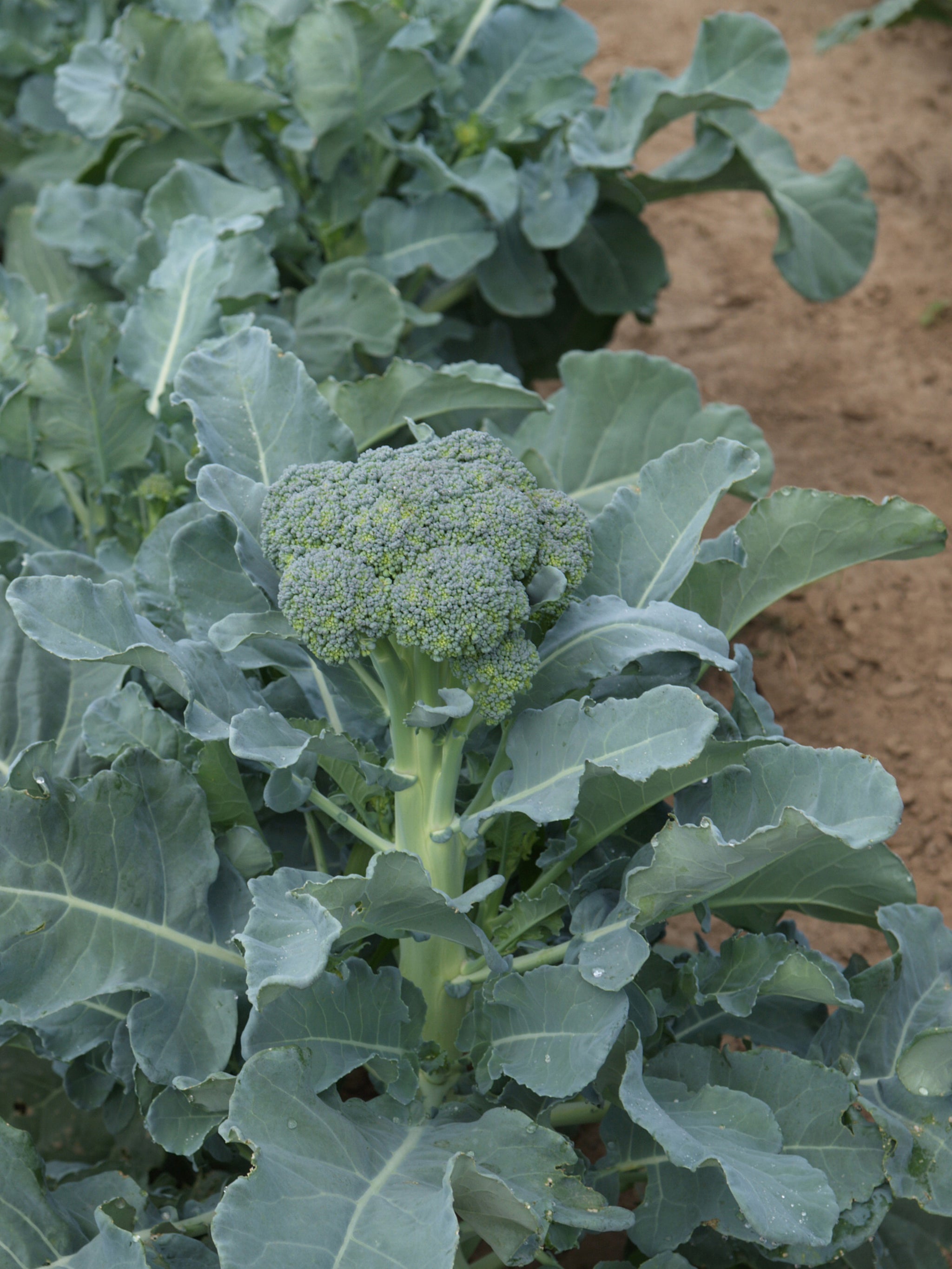 Broccoli, Sibsey Artwork Hybrid William Dam Seeds
