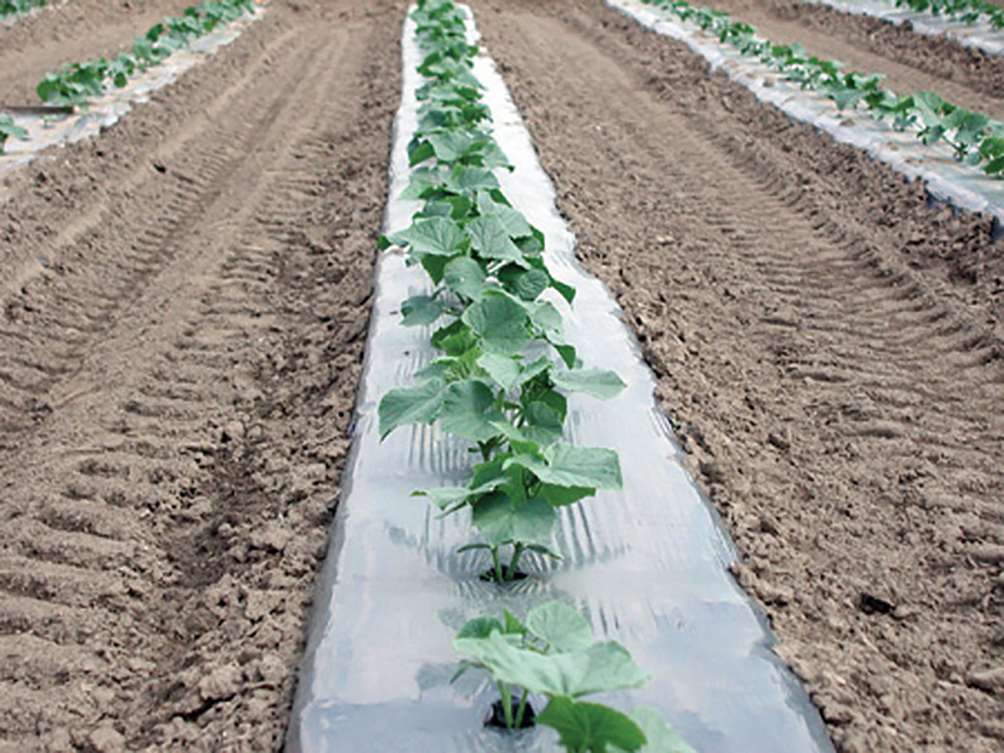 plastic row covers for plants Row Covers, Green Plastic Mulch