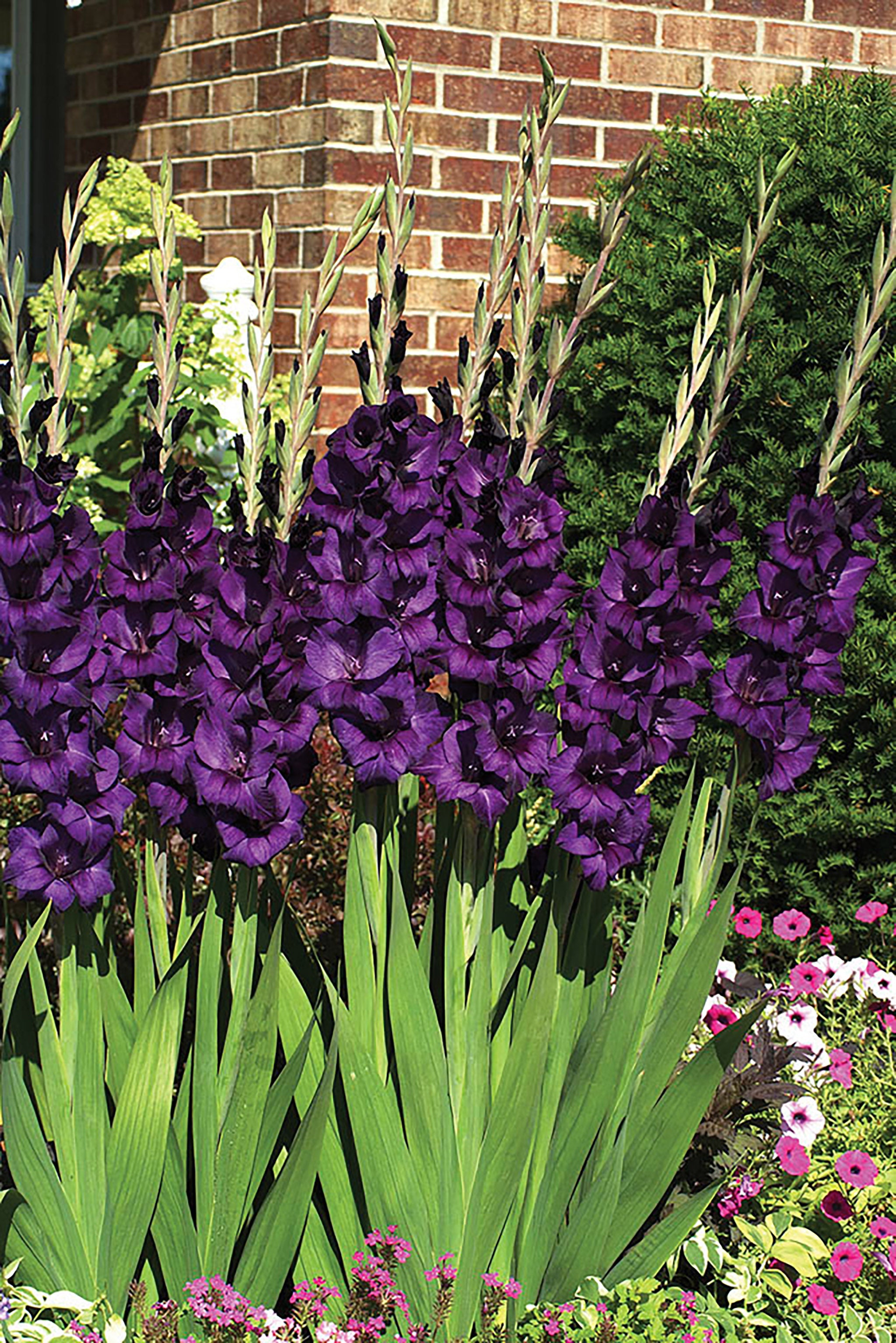 Gladiolus Flower Bulbs - Purple Feather Mix