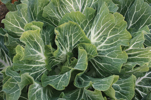 Collards