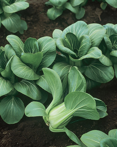 Pak Choy