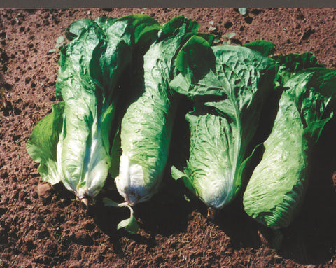 Chicory/Witloof