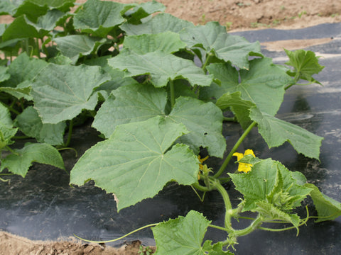 Cucumber