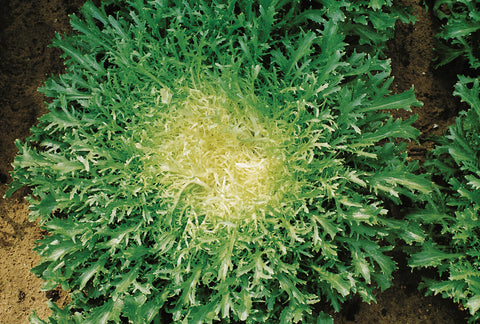Endive