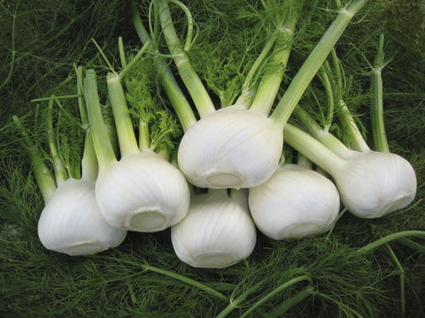 Fennel