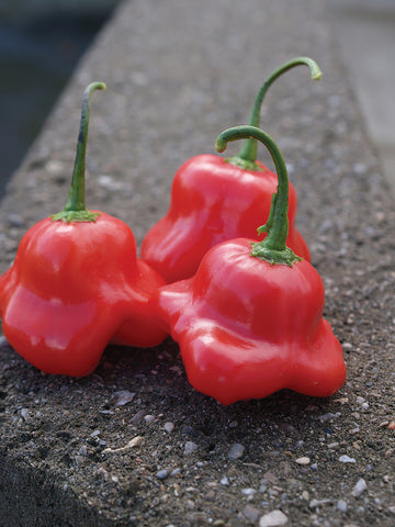 Peppers