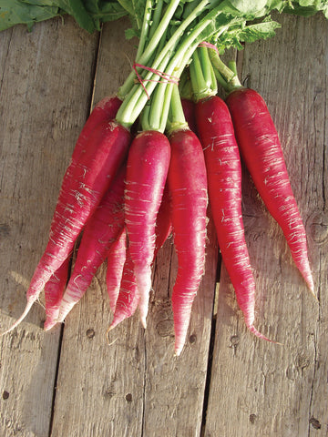 Winter Radish