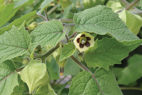 Ground Cherry