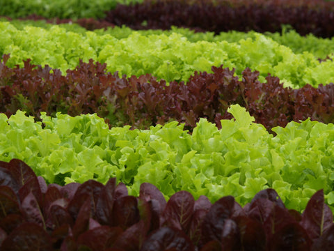 Lettuce