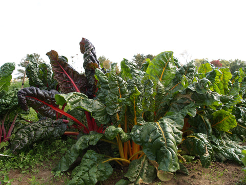 Swiss Chard