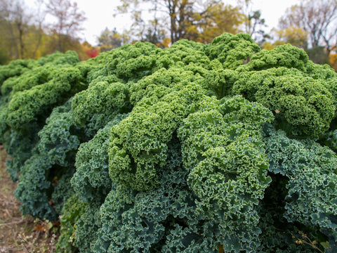 Kale