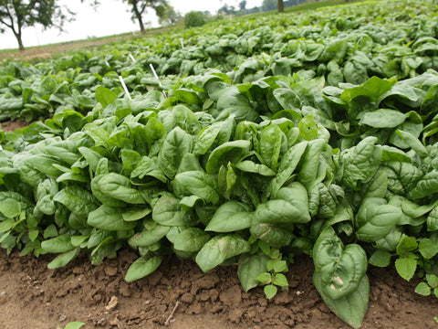 Spinach
