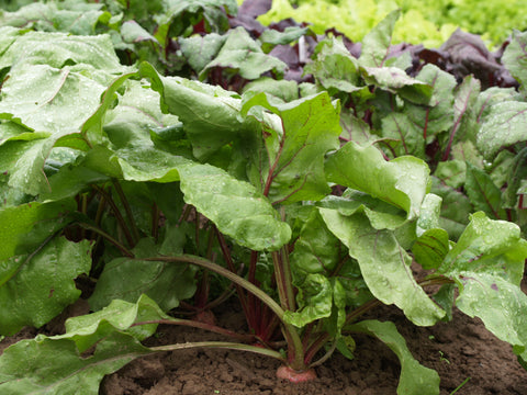 Beets