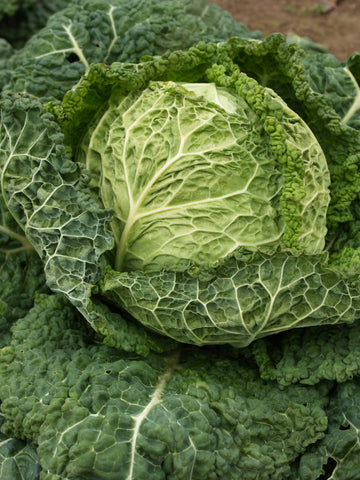 Cabbage