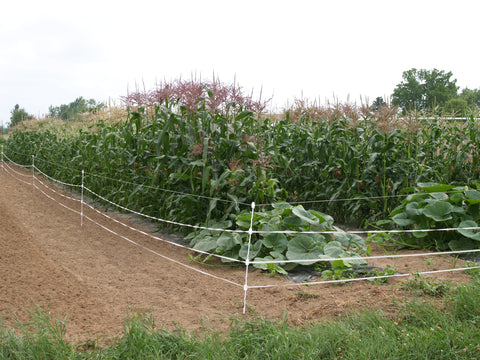 Corn