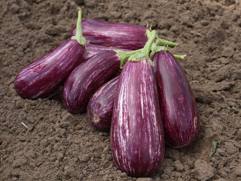 Eggplant