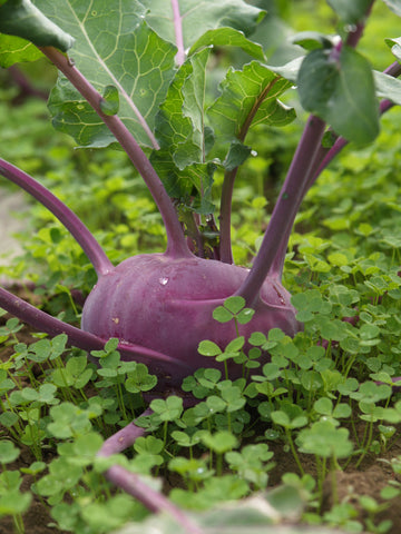 Kohlrabi