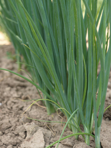 Onions