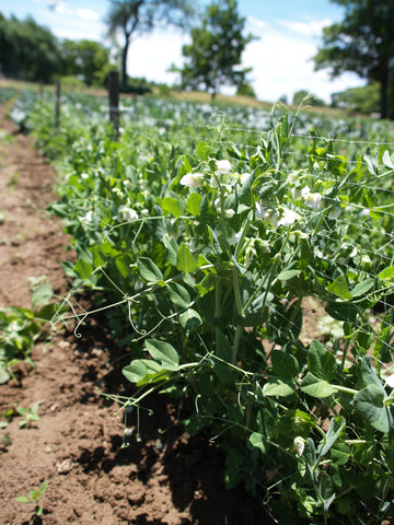 Peas