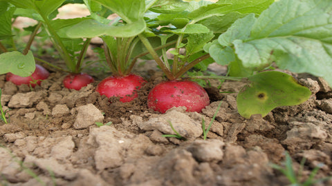 Radish