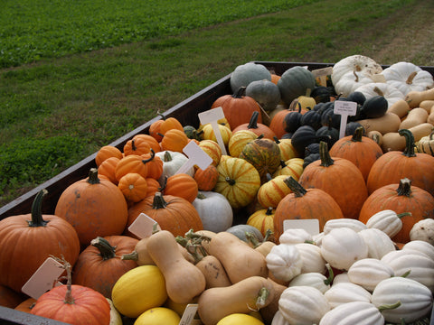 Winter Squash