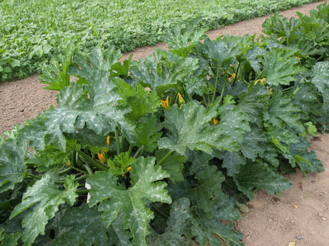 Summer Squash