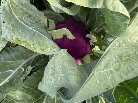 Cauliflower, Amethyst Hybrid