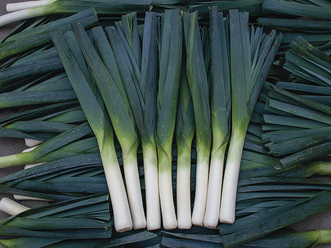 Leek, Oslo Hybrid Organic