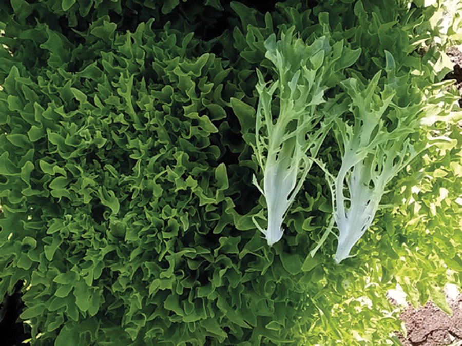 Lettuce, EZPark Organic pellet