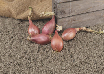 French Shallot, Innovator DM F-1 Organic
