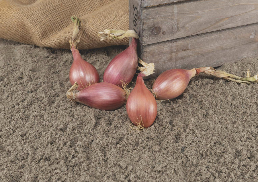 French Shallot, Innovator DM F-1 Organic