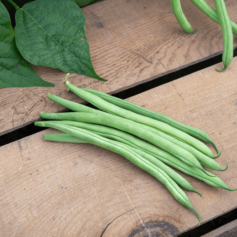 Beans, Bush Blue Lake Superior