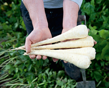 Parsnip, Panorama Hybrid