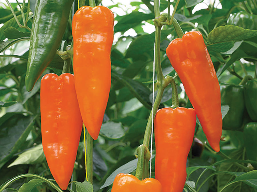 Pepper, Oranos Hybrid Organic
