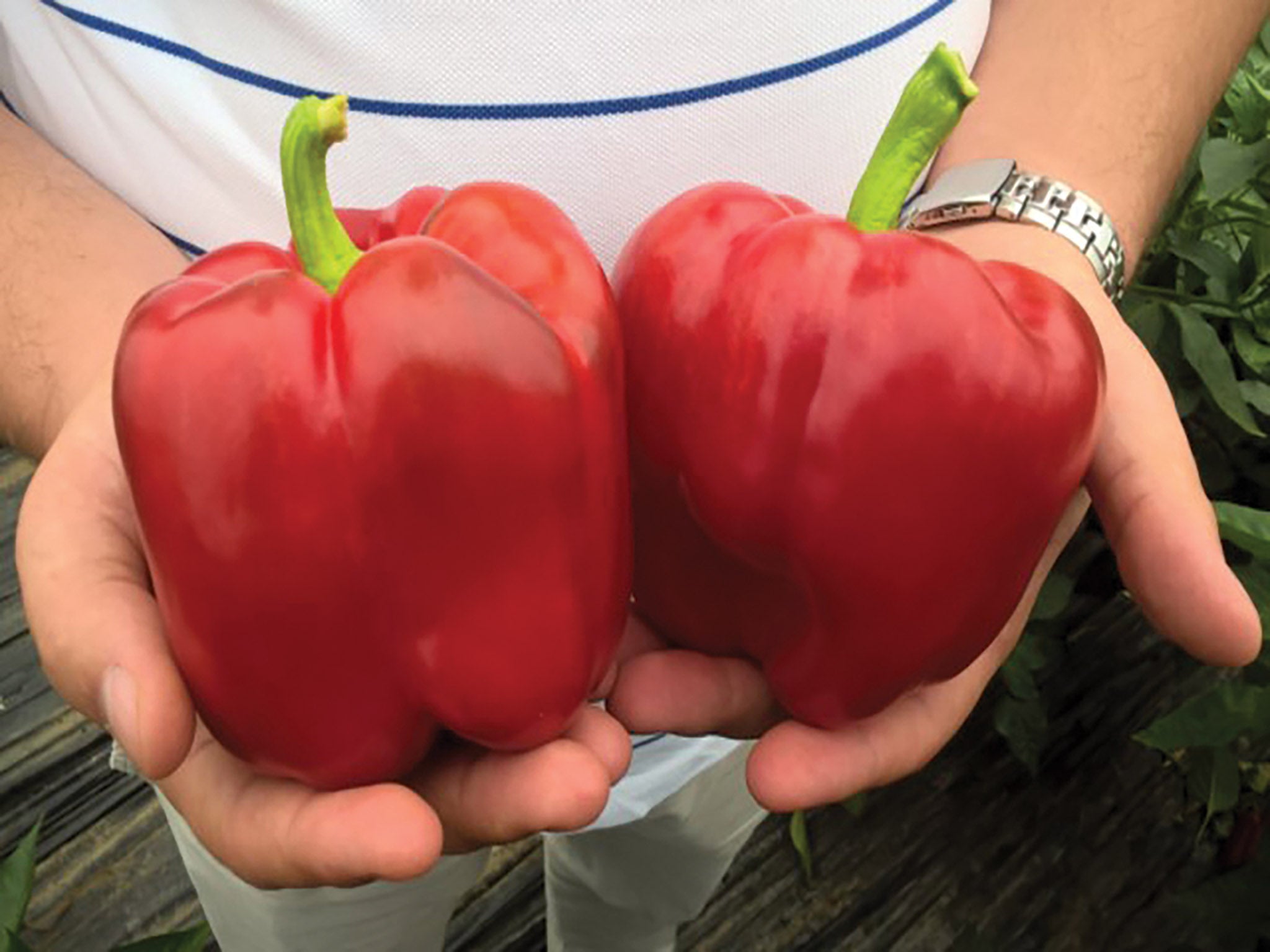 Pepper, Procraft Hybrid – William Dam Seeds