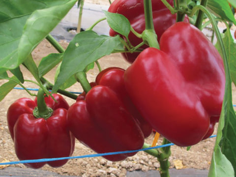 Pepper, Sprinter Hybrid Organic