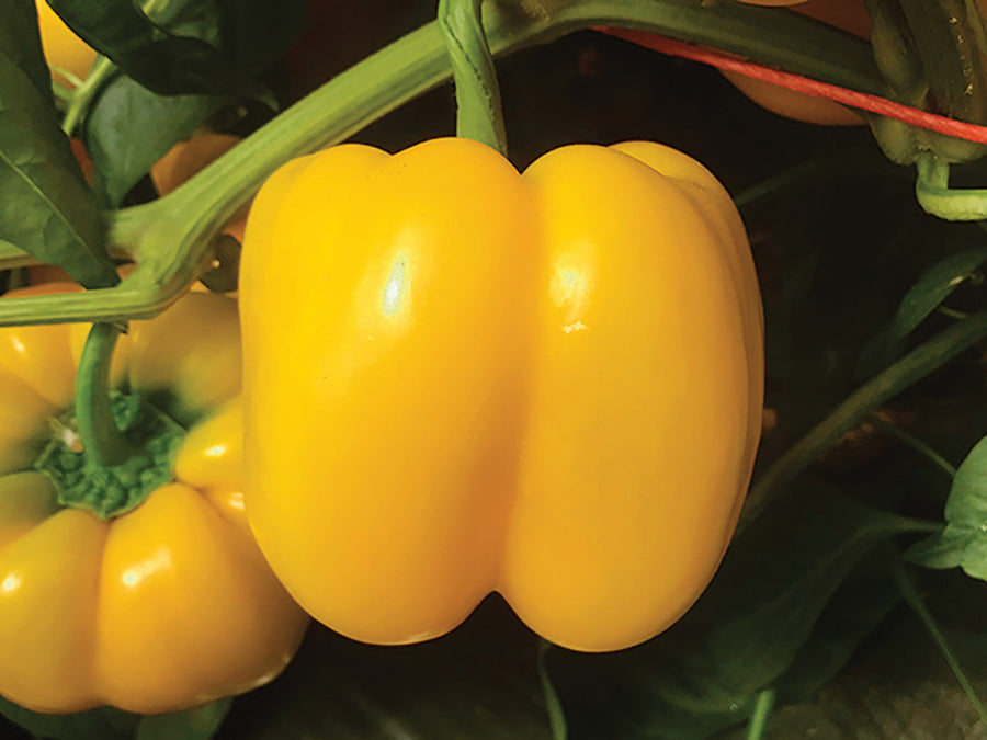 Peppers, Brocanto Hybrid Organic