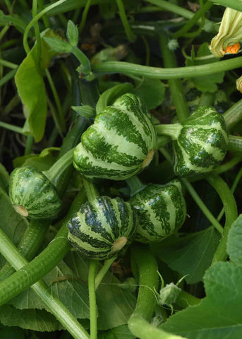 Summer Squash, Green Lighting Hybrid