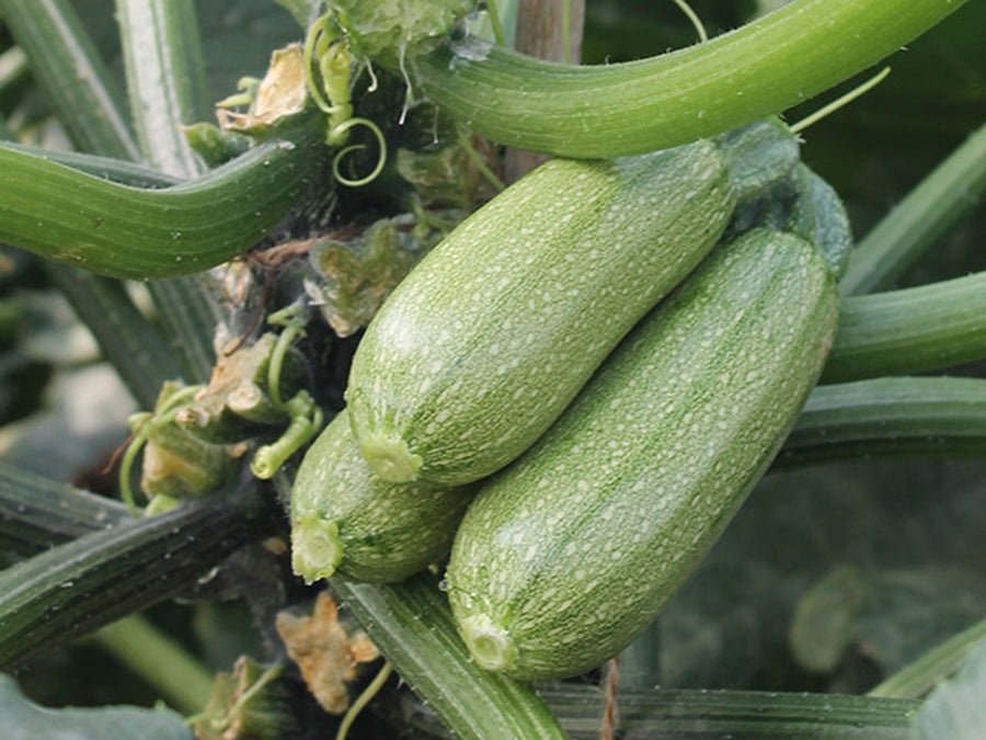 Summer Squash, Mexicana F-1 Organic