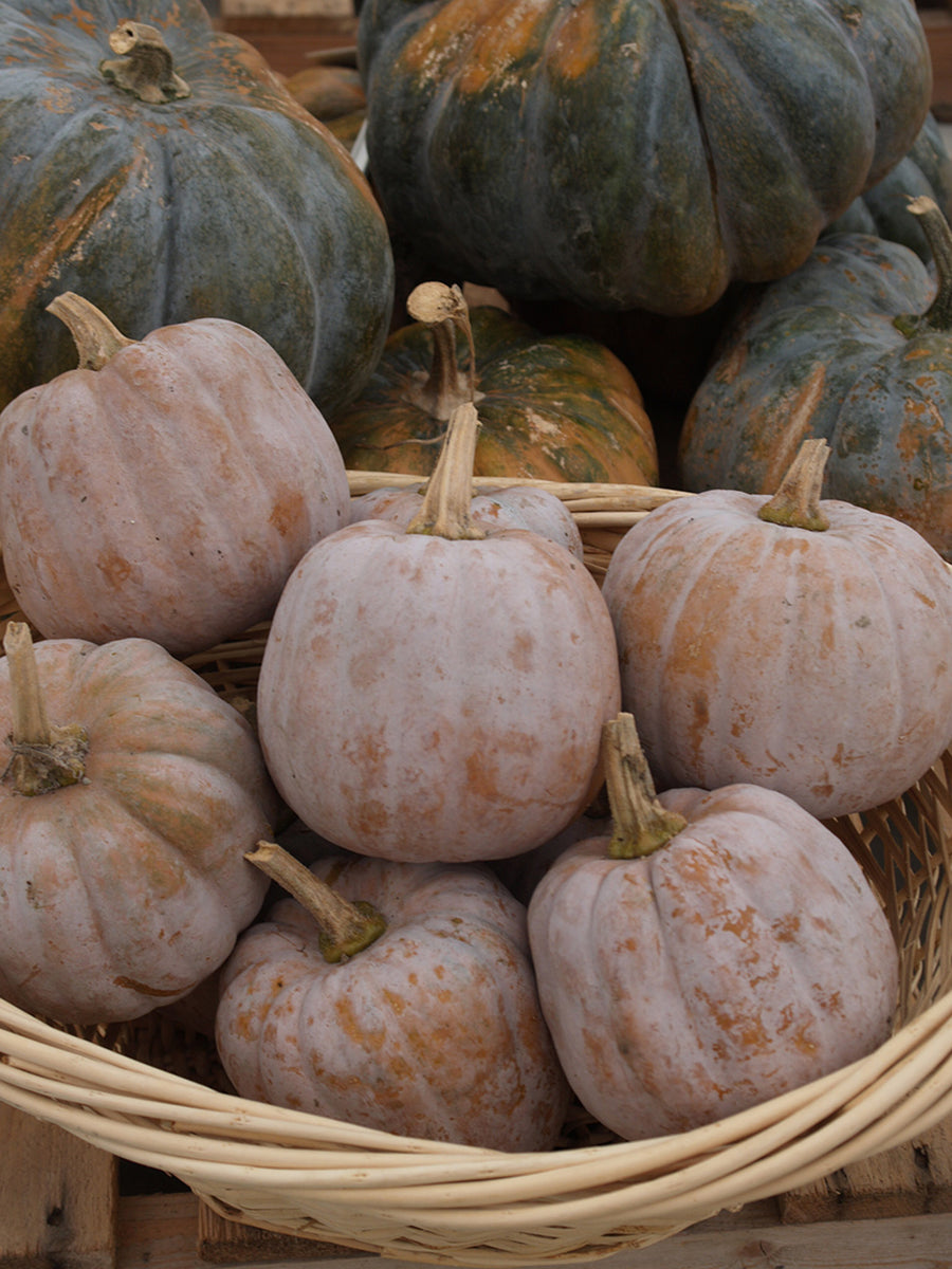 Winter Squash, Autumn Frost F-1