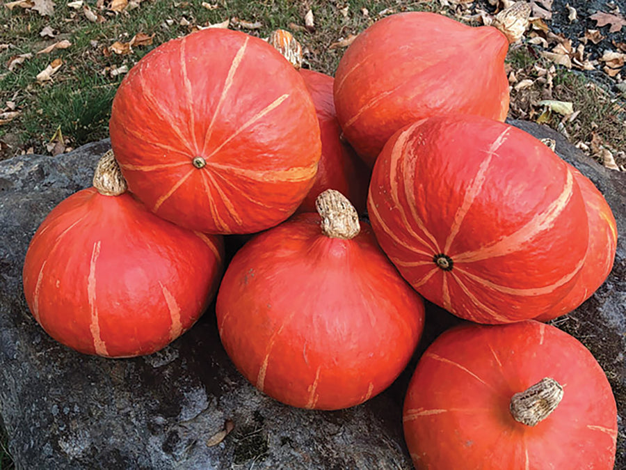 Winter Squash, Orange Summer Hybrid