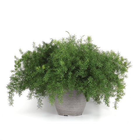 Asparagus Fern, Fuzzy Fern Frizz