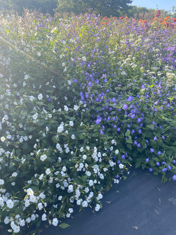 Browallia, Blue Lady