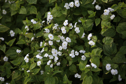 Browallia, White Lady